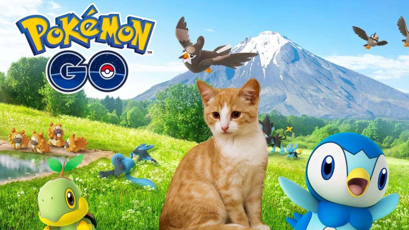 Un chat joue à Pokémon GO