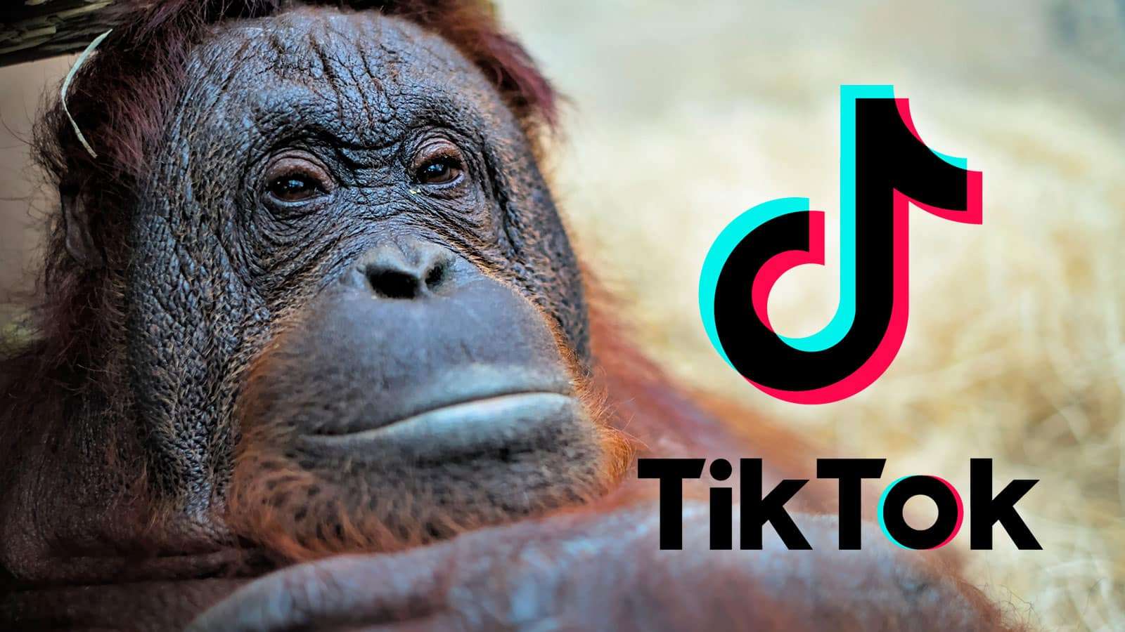 Un orang outan fait le buzz sur TikTok