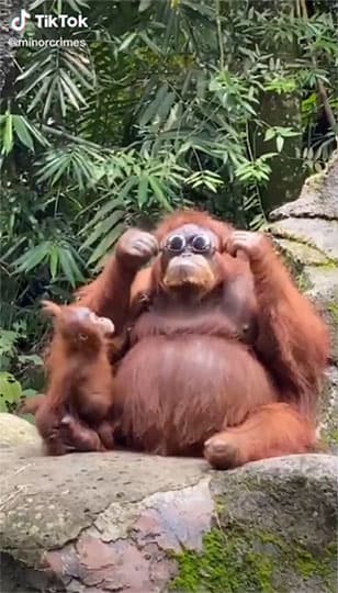 TikTok viral d'un orang-outan avec des lunettes