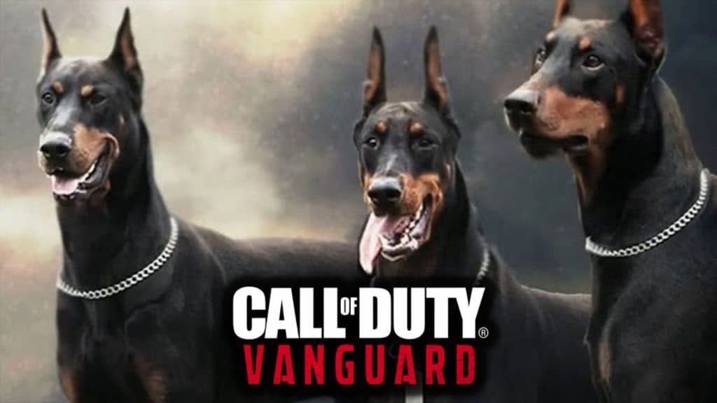 Vanguard chiens