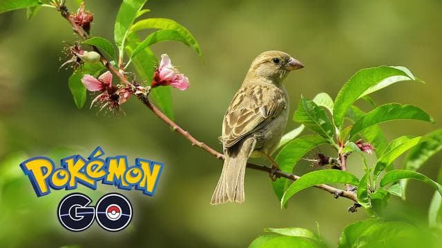 Un oiseau sur une branche, le passe-temps des joueurs de Pokémon Go